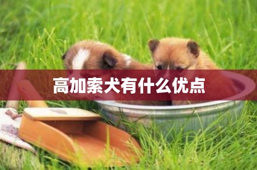 高加索犬有什么優點