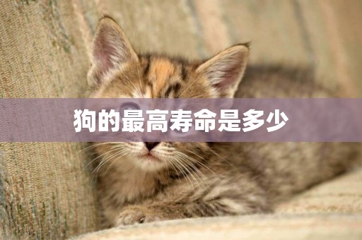 狗的最高壽命是多少