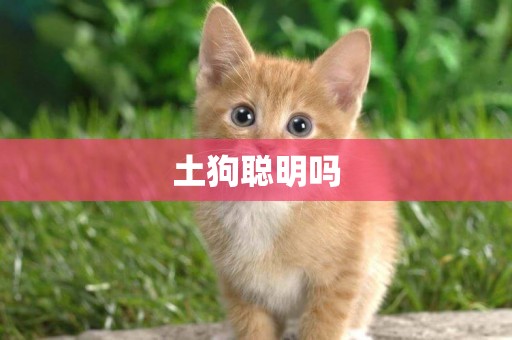 土狗聰明嗎