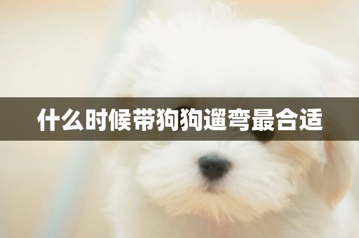 什么時候帶狗狗遛彎最合適