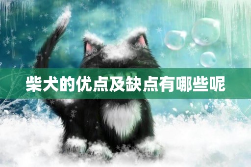 柴犬的優點及缺點有哪些呢