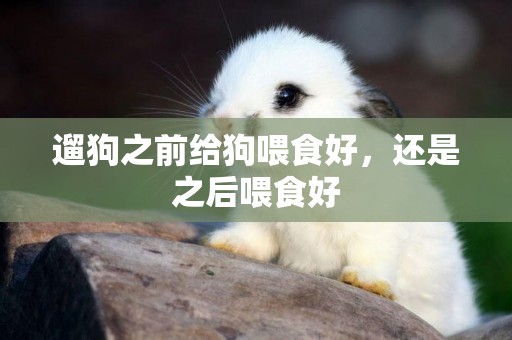 遛狗之前給狗喂食好，還是之后喂食好