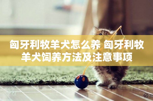 匈牙利牧羊犬怎么養 匈牙利牧羊犬飼養方法及注意事項