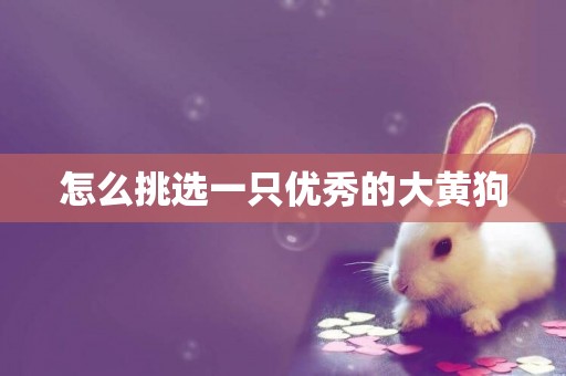 怎么挑選一只優秀的大黃狗