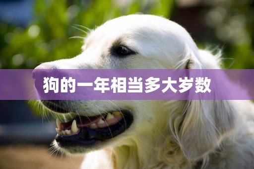 狗的一年相當多大歲數