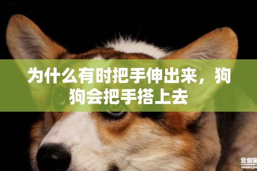為什么有時把手伸出來，狗狗會把手搭上去
