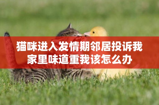 貓咪進入發情期鄰居投訴我家里味道重我該怎么辦