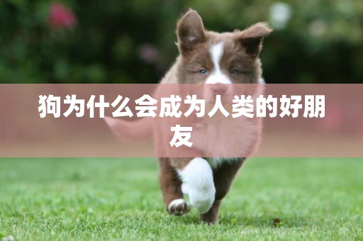 狗為什么會成為人類的好朋友