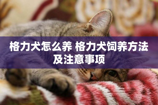 格力犬怎么養 格力犬飼養方法及注意事項
