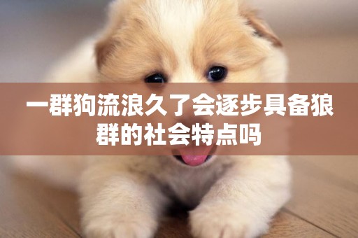 一群狗流浪久了會逐步具備狼群的社會特點嗎