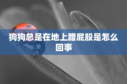 狗狗總是在地上蹭屁股是怎么回事