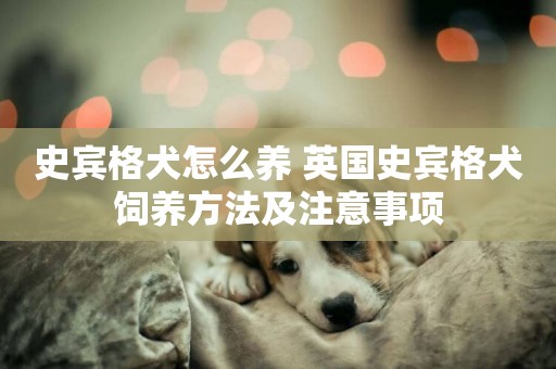 史賓格犬怎么養 英國史賓格犬飼養方法及注意事項