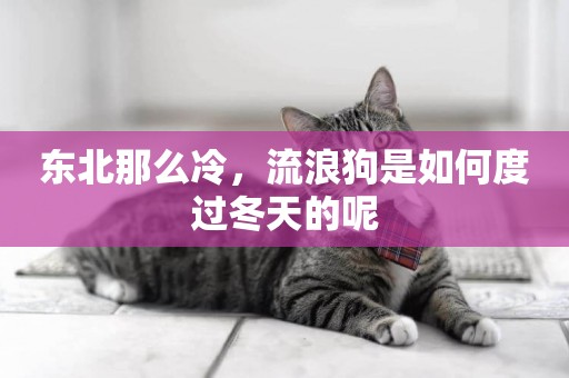 東北那么冷，流浪狗是如何度過冬天的呢