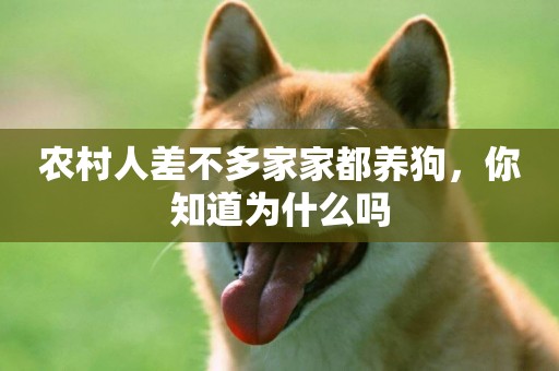 農村人差不多家家都養狗，你知道為什么嗎