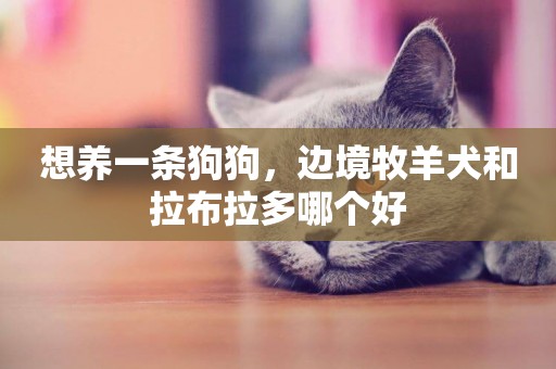 想養一條狗狗，邊境牧羊犬和拉布拉多哪個好