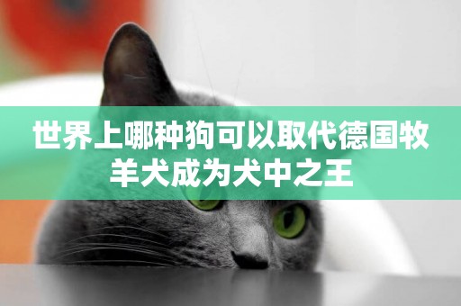 世界上哪種狗可以取代德國牧羊犬成為犬中之王