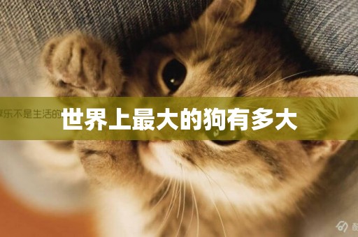 世界上最大的狗有多大