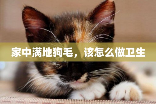 家中滿地狗毛，該怎么做衛生