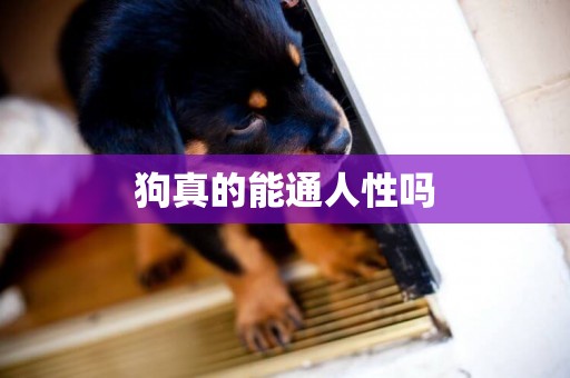 狗真的能通人性嗎