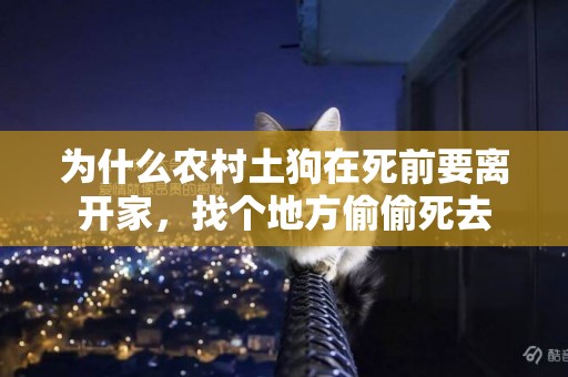 為什么農村土狗在死前要離開家，找個地方偷偷死去