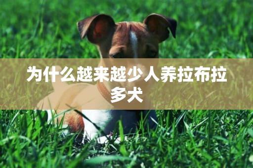 為什么越來越少人養拉布拉多犬