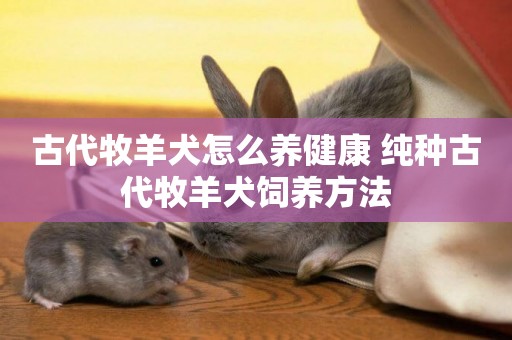 古代牧羊犬怎么養健康 純種古代牧羊犬飼養方法