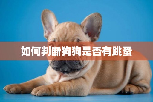 如何判斷狗狗是否有跳蚤