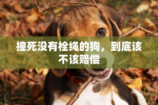 撞死沒有栓繩的狗，到底該不該賠償
