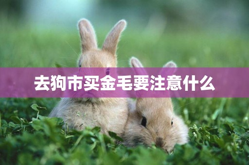 去狗市買金毛要注意什么