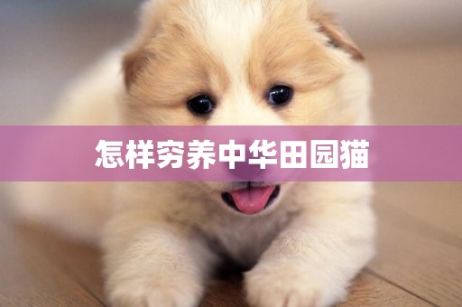 怎樣窮養中華田園貓