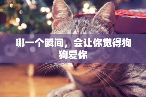哪一個瞬間，會讓你覺得狗狗愛你