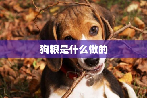 狗糧是什么做的