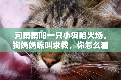 河南南陽一只小狗陷火場，狗媽媽嚎叫求救，你怎么看這件事