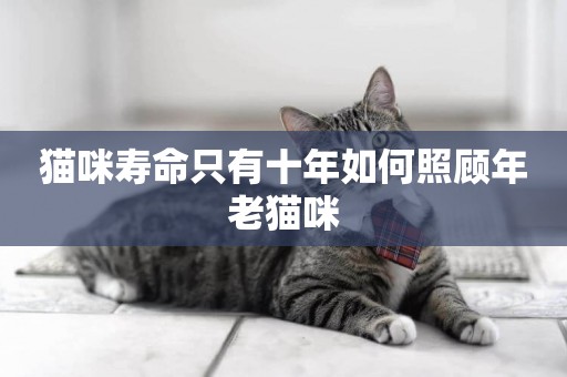 貓咪壽命只有十年如何照顧年老貓咪