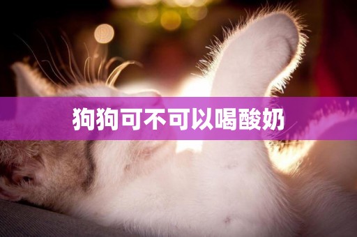狗狗可不可以喝酸奶