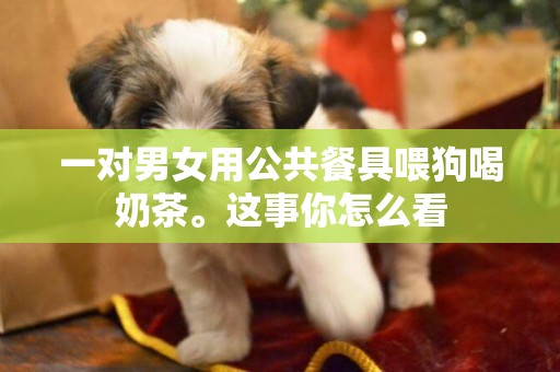 一對男女用公共餐具喂狗喝奶茶。這事你怎么看