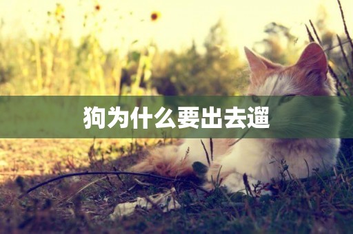 狗為什么要出去遛