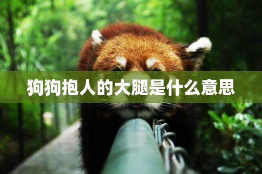 狗狗抱人的大腿是什么意思