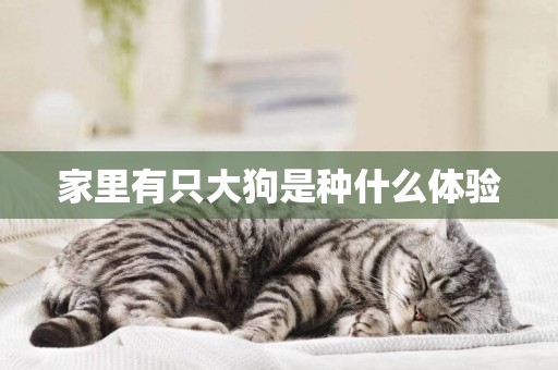 家里有只大狗是種什么體驗