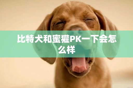 比特犬和蜜獾PK一下會怎么樣
