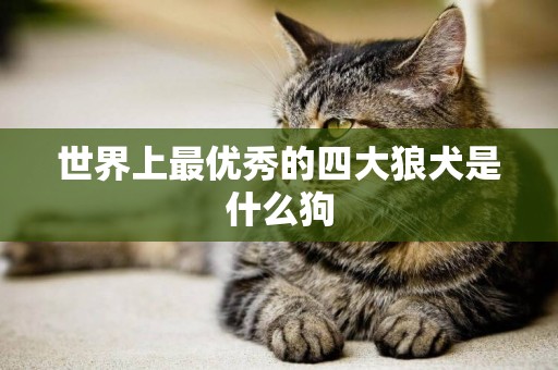 世界上最優秀的四大狼犬是什么狗