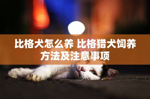 比格犬怎么養 比格獵犬飼養方法及注意事項
