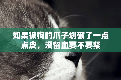 如果被狗的爪子劃破了一點點皮，沒留血要不要緊