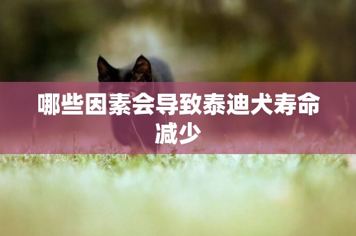哪些因素會導致泰迪犬壽命減少