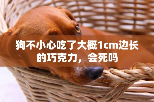 狗不小心吃了大概1cm邊長的巧克力，會死嗎