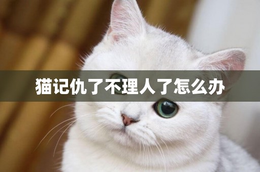 貓記仇了不理人了怎么辦