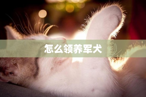 怎么領養軍犬