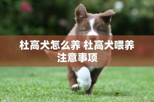 杜高犬怎么養 杜高犬喂養注意事項