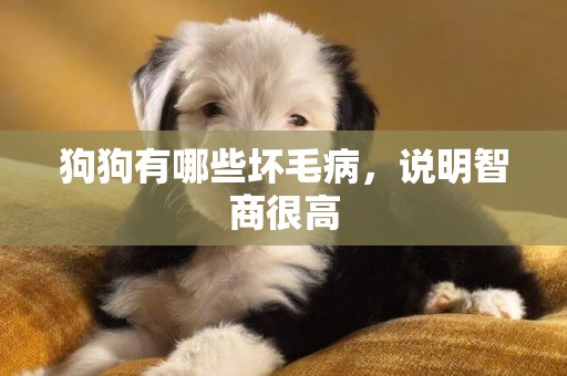 狗狗有哪些壞毛病，說明智商很高