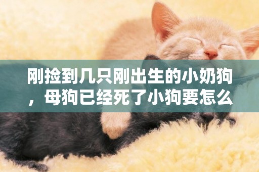 剛撿到幾只剛出生的小奶狗，母狗已經死了小狗要怎么喂養